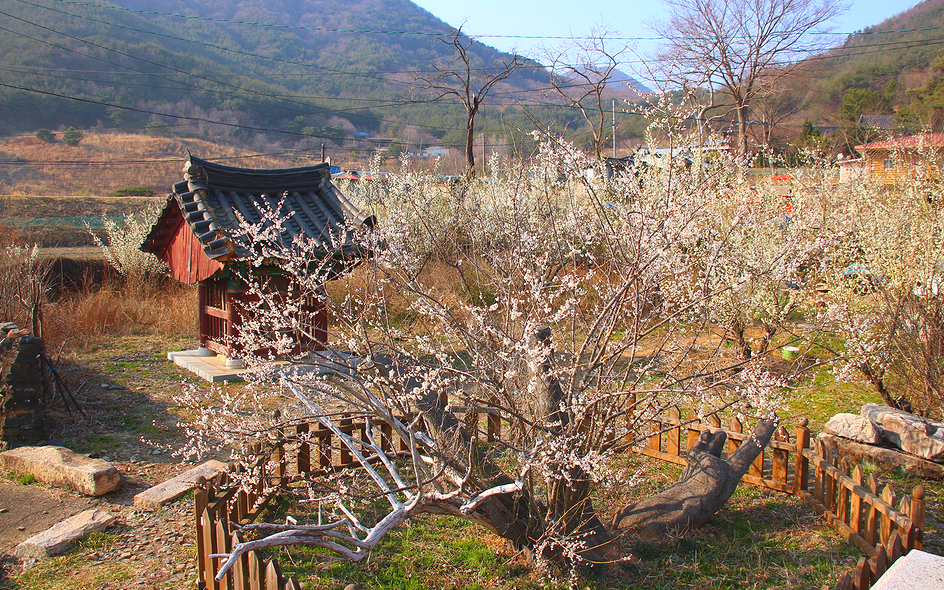 단속사지 정당매