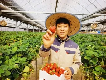 딸기 재배 런너 정리 보온 대책 하우스 관리_7