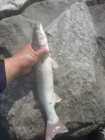 강화도 숭어낚시 최고 포인트 추천 정확한 주소와 주차 정보_15