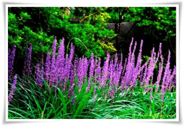 화초 &quot;맥문동&quot; 사계절 내내 우아한, 척박한 땅에서도 꽃 피우는 생명력!