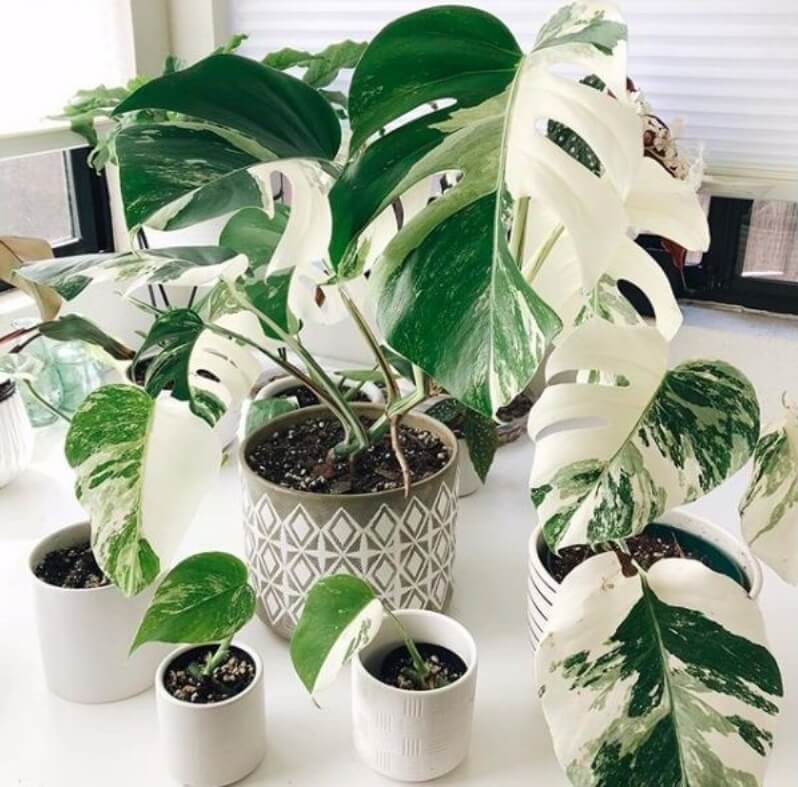 몬스테라 알보 사진