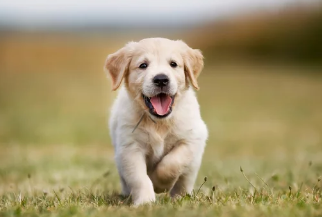 강아지와 우유/출처:어도비스톡