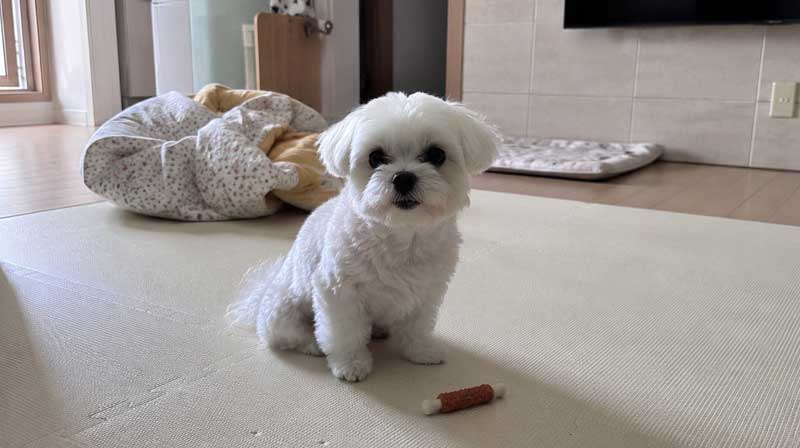 미끄럼 방지 매트가 깔린 거실에서 안전하게 걷는 강아지