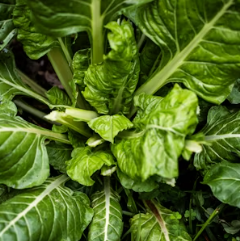 천식에 좋은 음식 영양제 식단