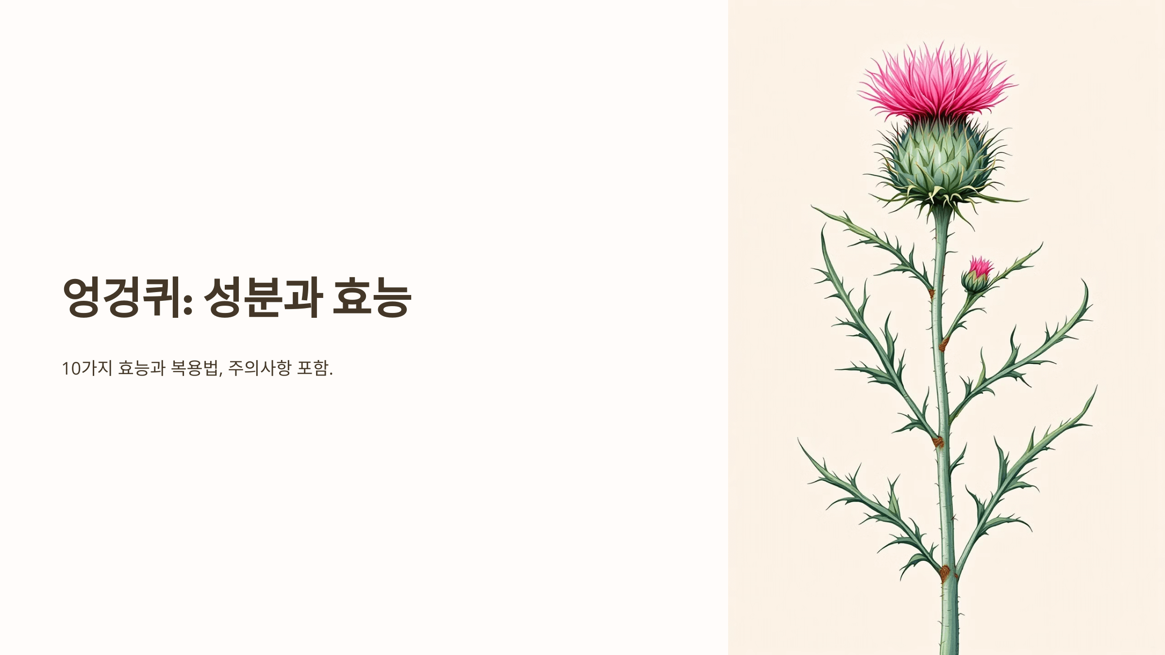 엉겅퀴와 관련된 사진입니다.