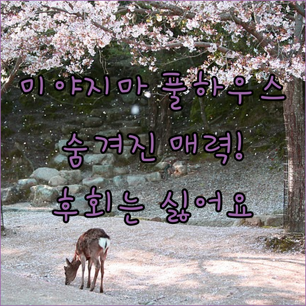 미야지마 풀하우스? 숨겨진 매력에 빠