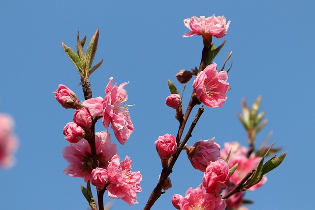 서울 겹벚꽃 개화 시기&명소 총정리|2025 봄꽃 여행 코스