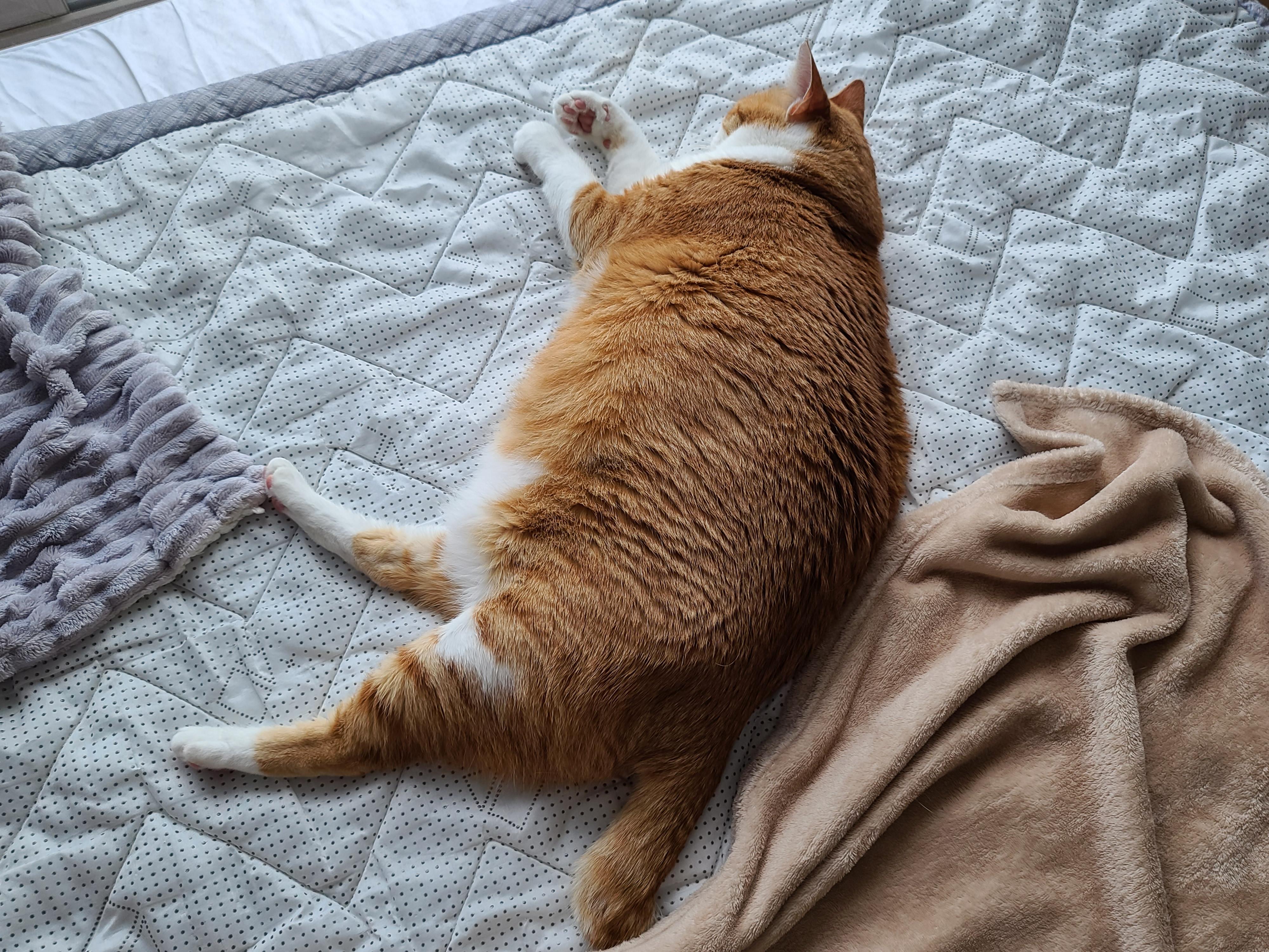 평온한 오후..아홉냥이네 고양이들의 낮잠시간~