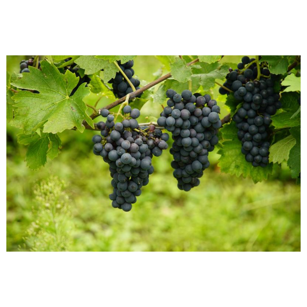 멜라토닌과 관련된 사진입니다.