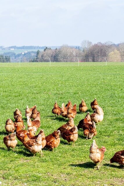 2025년 을사년 2월 운세(4) 닭띠 '앞에도 보고, 옆에도 보고'