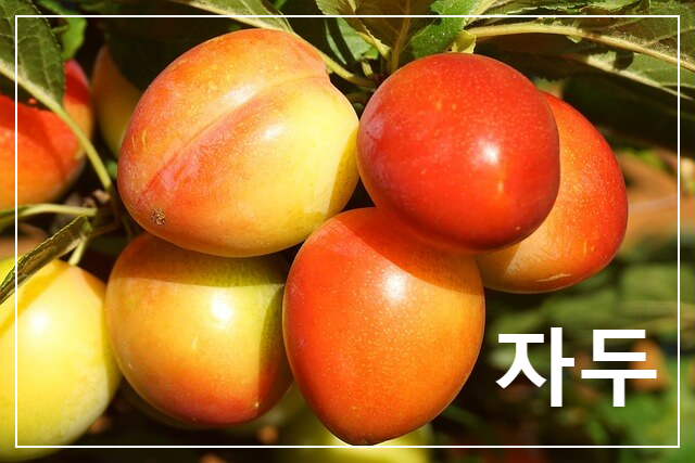 자두