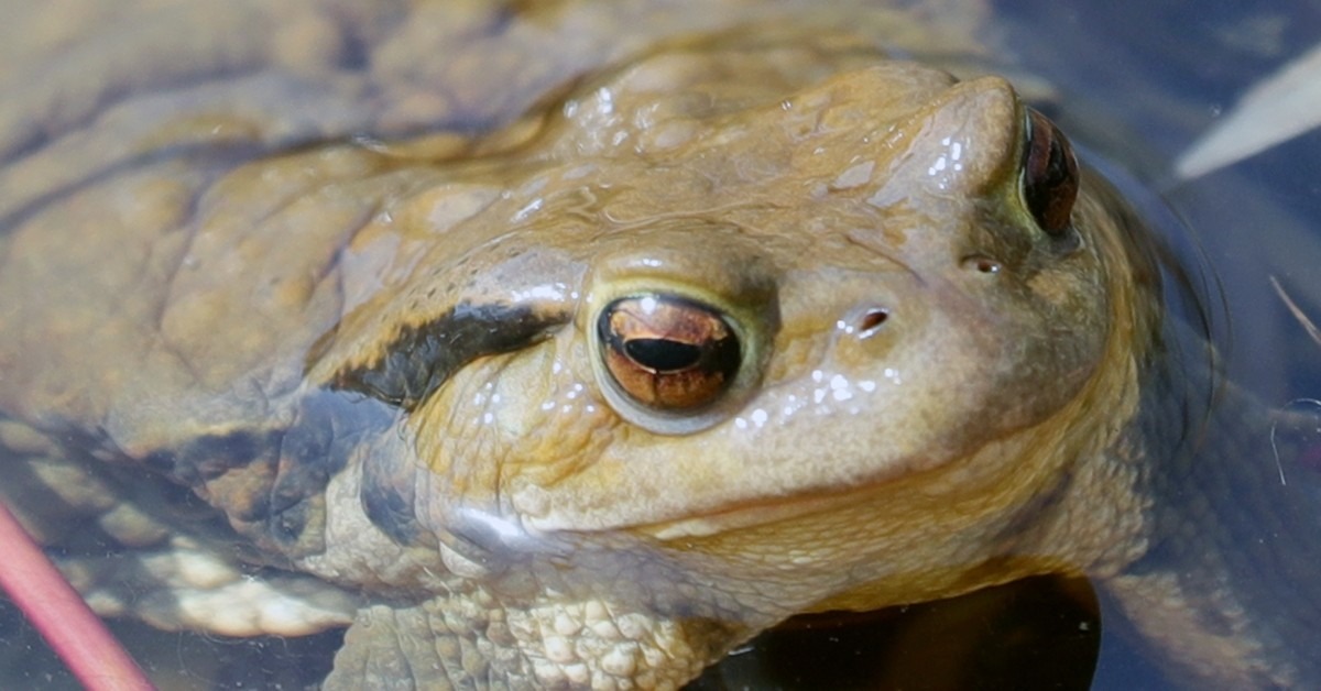 맹꽁이를 지켜야하는 이유와 보호법