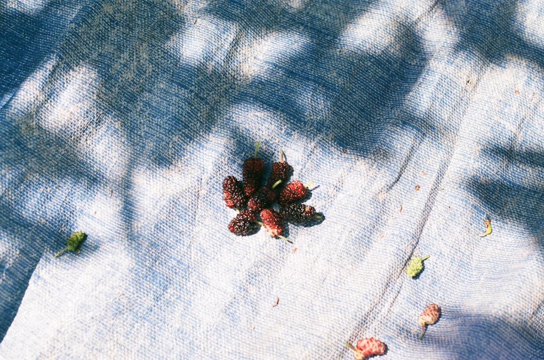 Mulberry