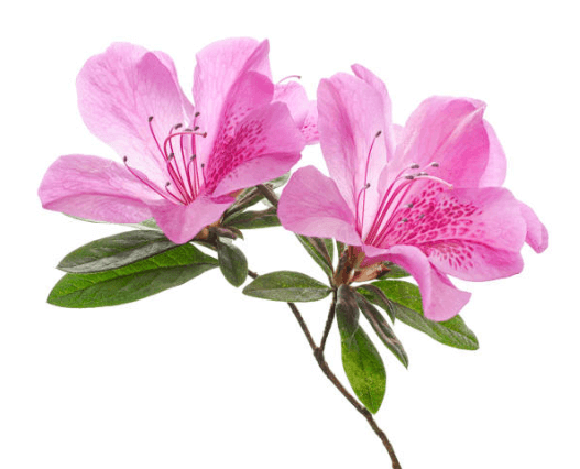 봄에 피는 꽃 순서