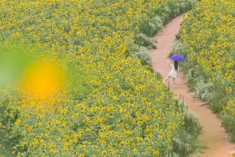 해바라기길 산책 시간 그늘 벤치 위치 휴식 포인트_3