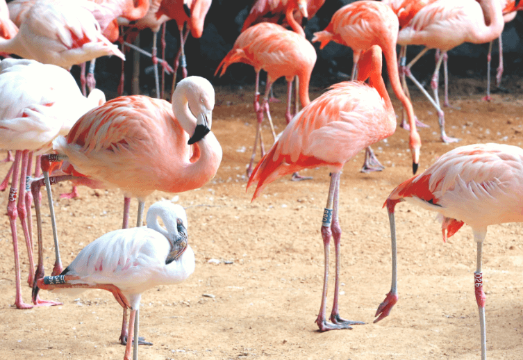 과천 서울대공원 다자녀 입장권 무료 (다둥이∙아이플러스 카드)ㅣ리프트 할인∙주차정보