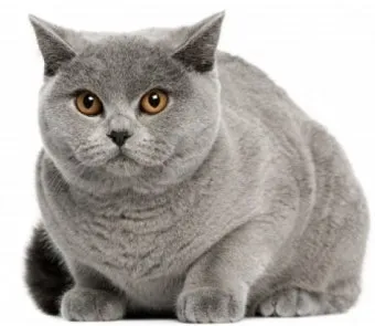 브리티쉬숏헤어 고양이 실버 유전병 분양 가격 성격_8