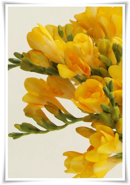 "프리지아" 봄을 알리는 황금빛 향기, 그 매력과 재배의 모든 것!