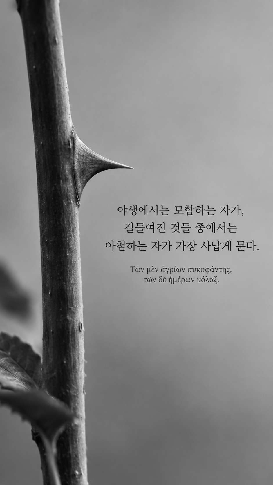 디오게네스 명언 15 야생에서는 모함하는 자가, 길들여진 것들 중에서는 아첨하는 자가 가장 사납게 문다. 한글과 그리스어 원문이 담긴 세로 사진