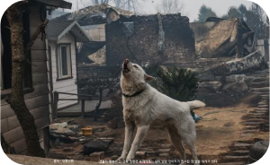 경북 영양군 산불재해 이미지