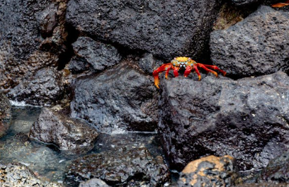 바닷물이 만든 작은 세상, 조수웅덩이란?