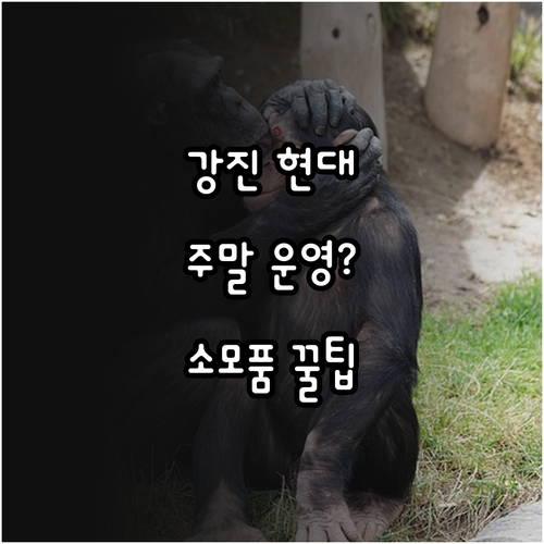 강진군 현대자동차 블루핸즈 주말 운영..