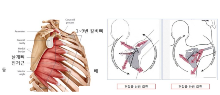 견갑골 회전과 전거근