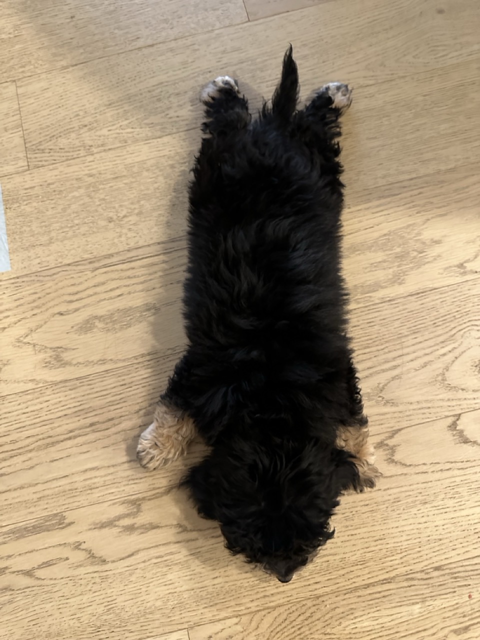 Bernie the berniesdoodle!