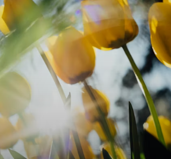 비타민d 하루 권장량 먹는법