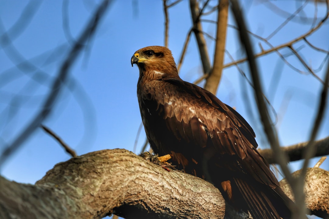 Hanwha Eagles
