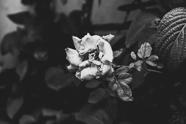 사망 신고 필요 서류 기한 절차 알아보기_3