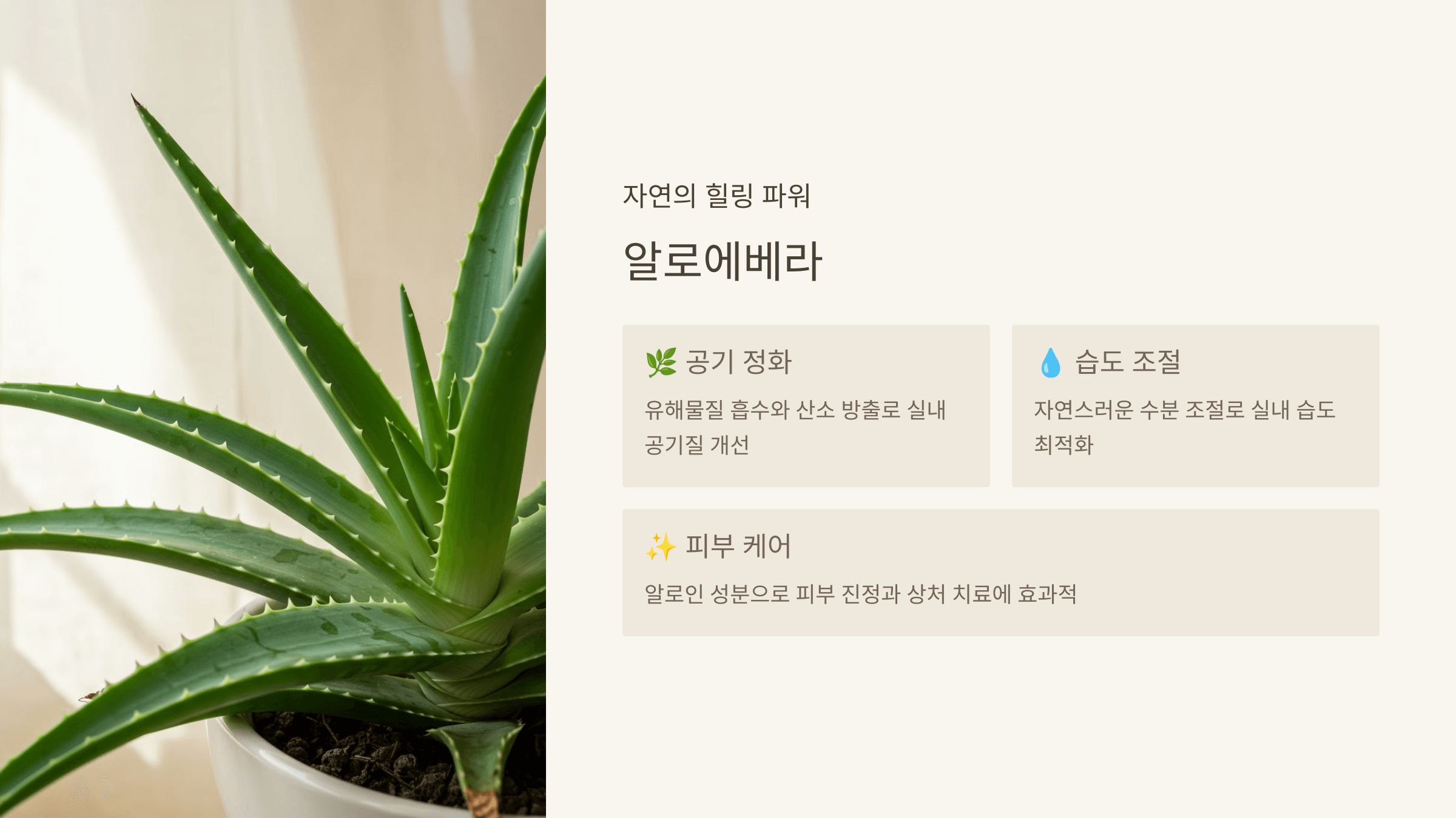 알로에베라 - 습도 조절과 피부 케어까지