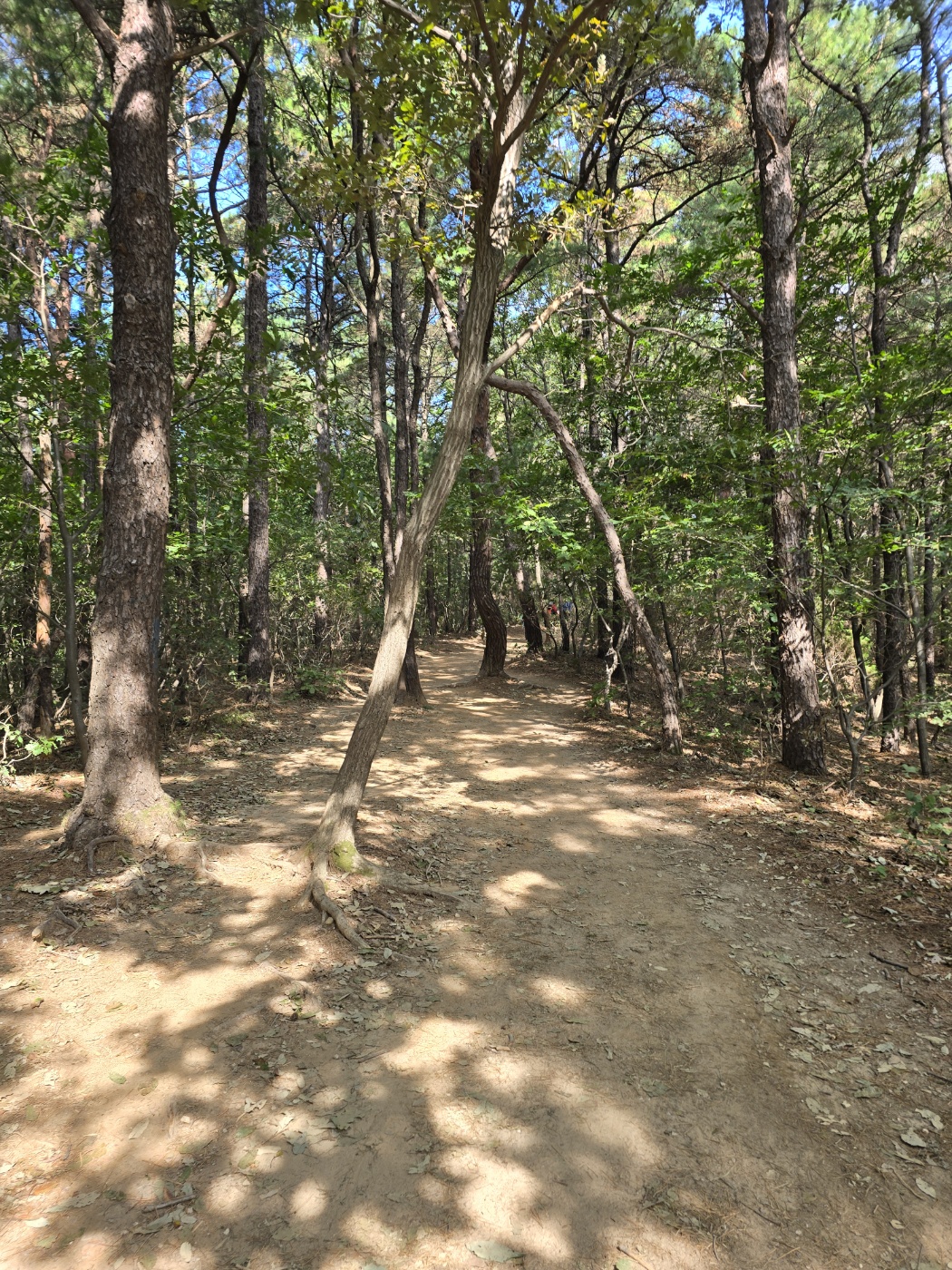 초보도 갈 수 있을 정도의 등산 코스인 광교산