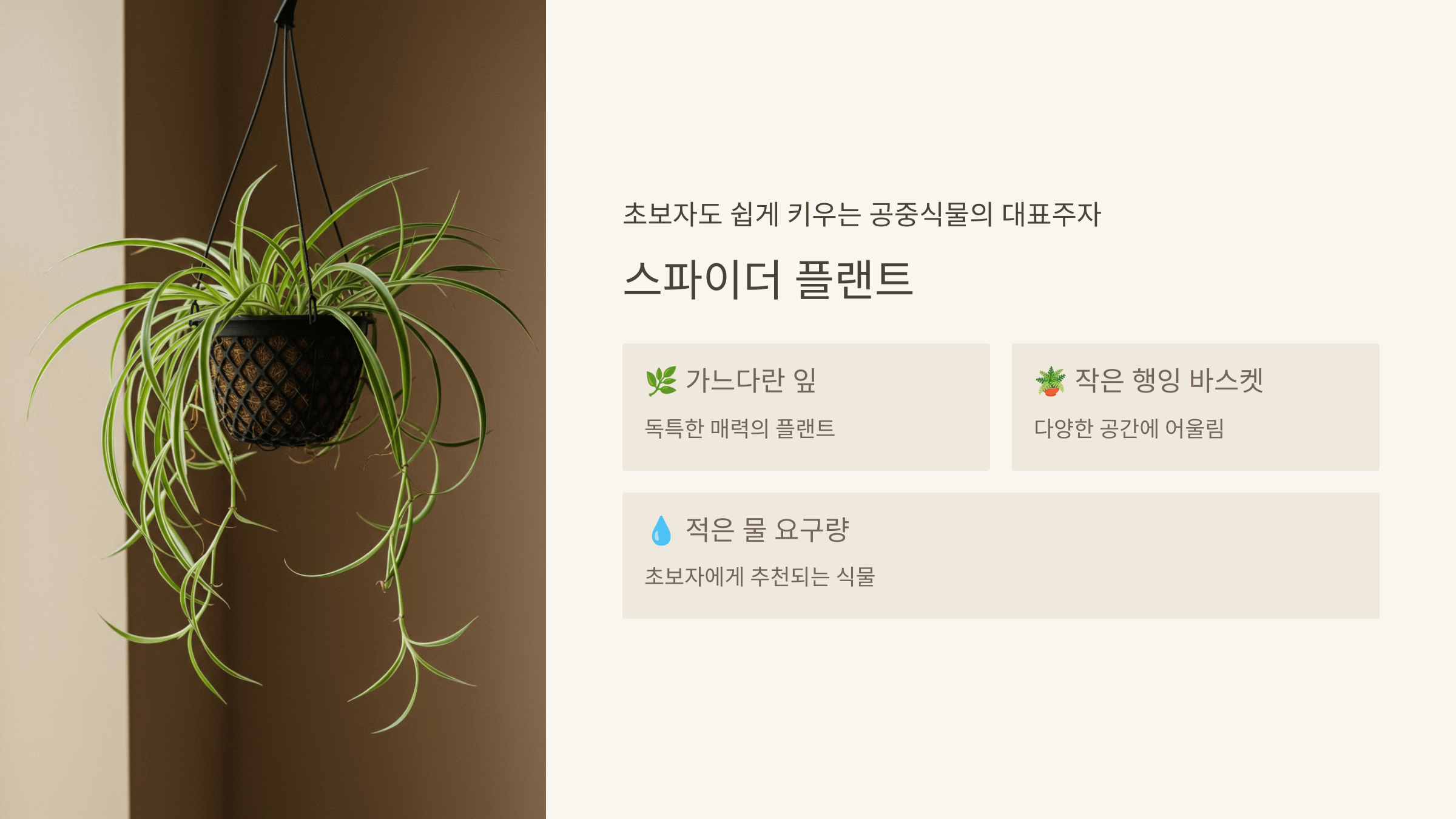 스파이더 플랜트