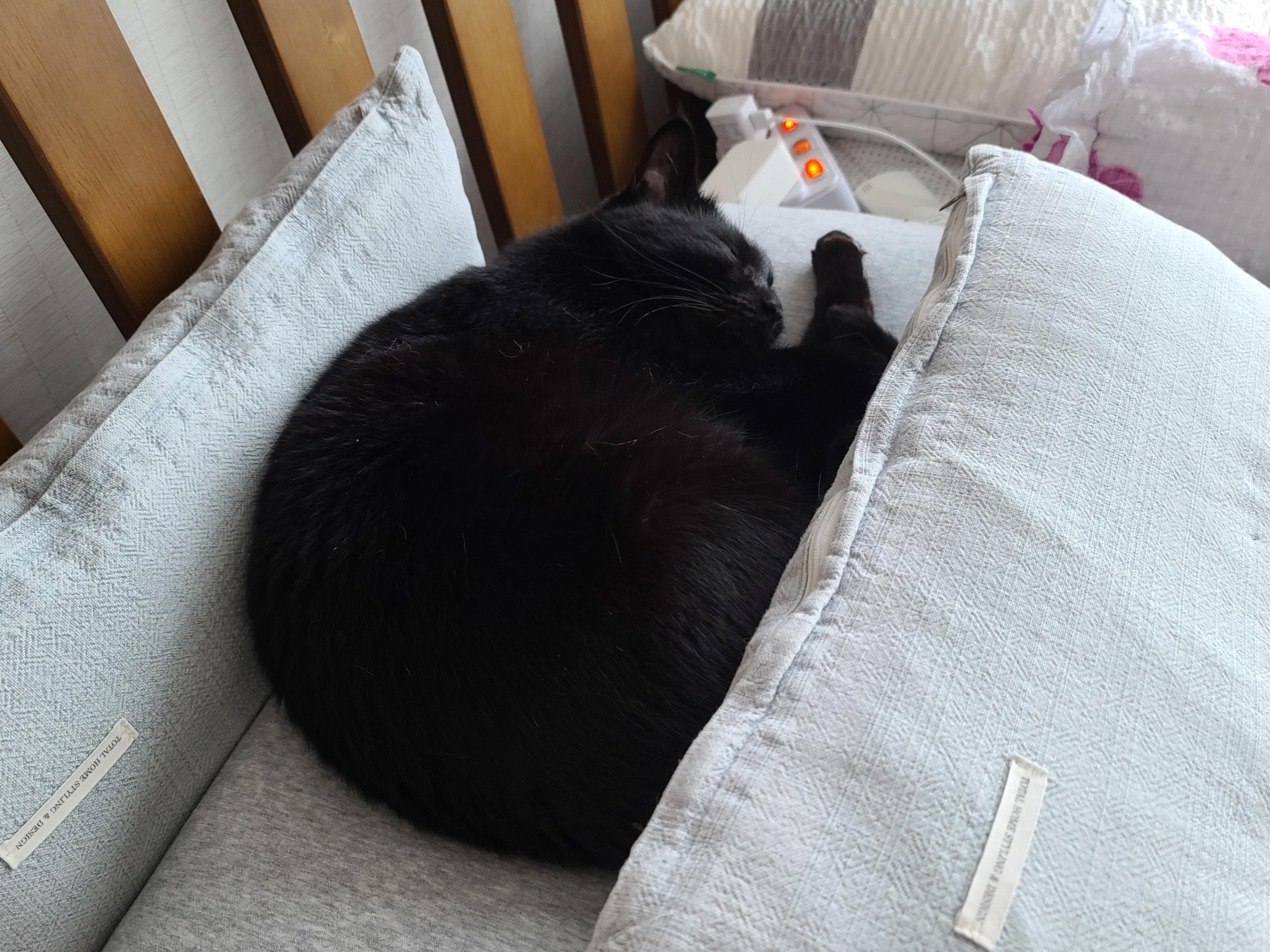 평온한 오후..아홉냥이네 고양이들의 낮잠시간~