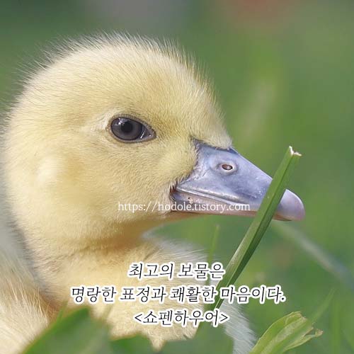 쇼펜하우어-명언