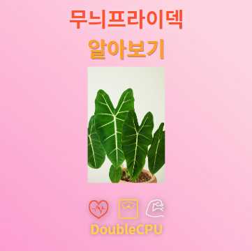 무늬프라이덱 탐구