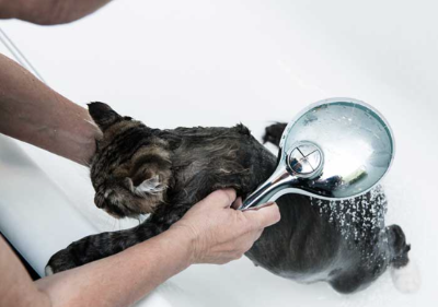 고양이 샴푸 이미지