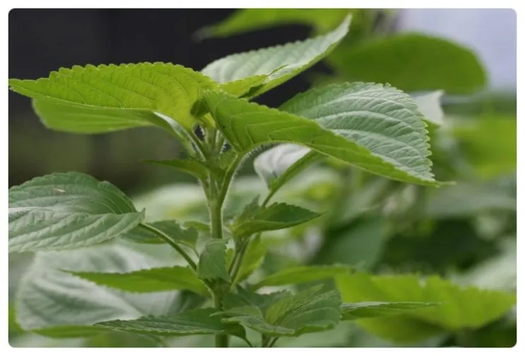 들깨 재배 직파 재배 병충해 관리 질소 과다 주의_6