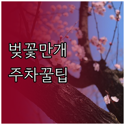 중원구 벚꽃 만개 시기 및 남한산성 ..