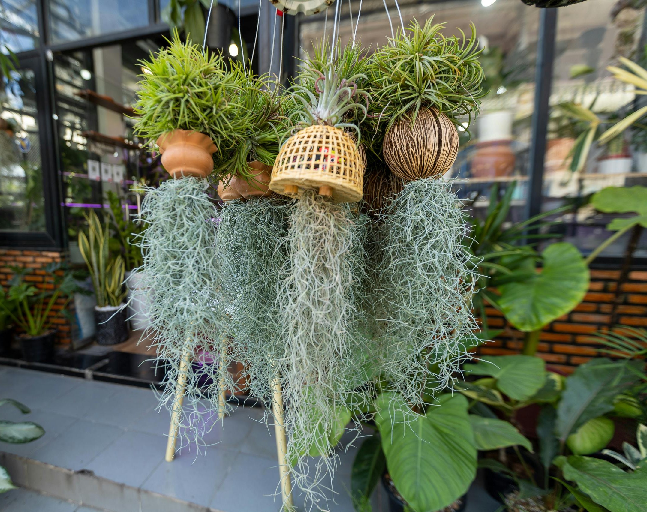 해외 희귀 식물 – 에어플랜트(틸란드시아)