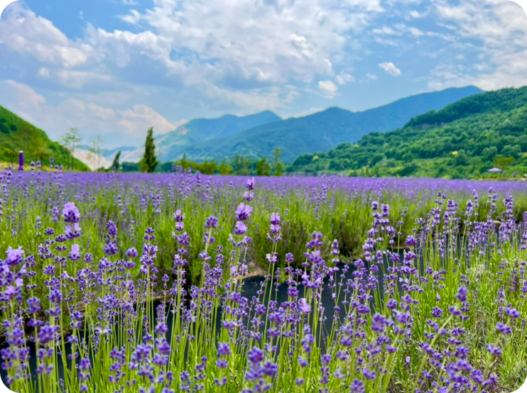 2025 강원도 동해 아이와 함께 가볼만한곳, 무릉별유천지, 라벤더 축제 총정리