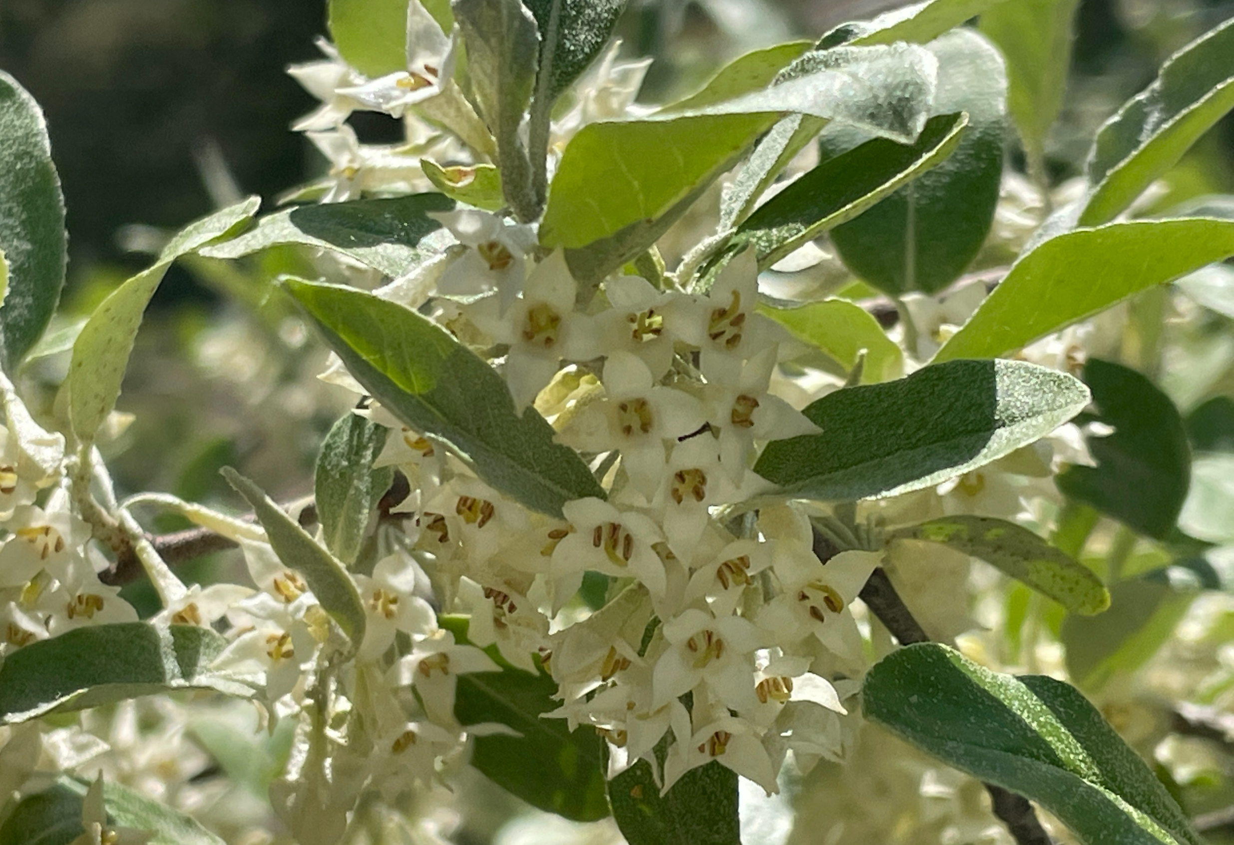 보리수나무 꽃2