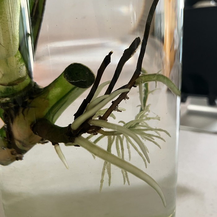 투명 병에서 자란 알보 몬스테라 뿌리 클로즈업