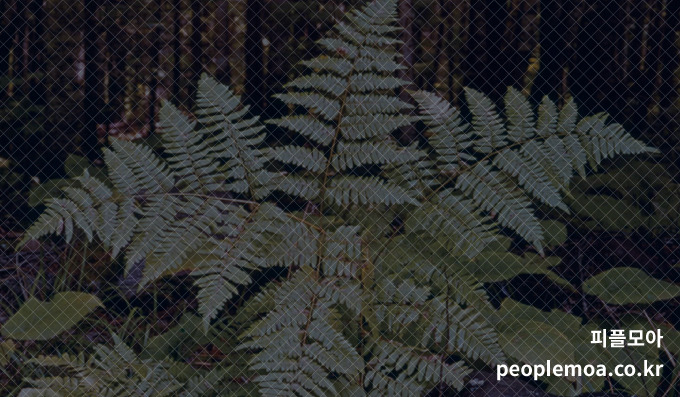 채소를 건강하게 먹는 방법4