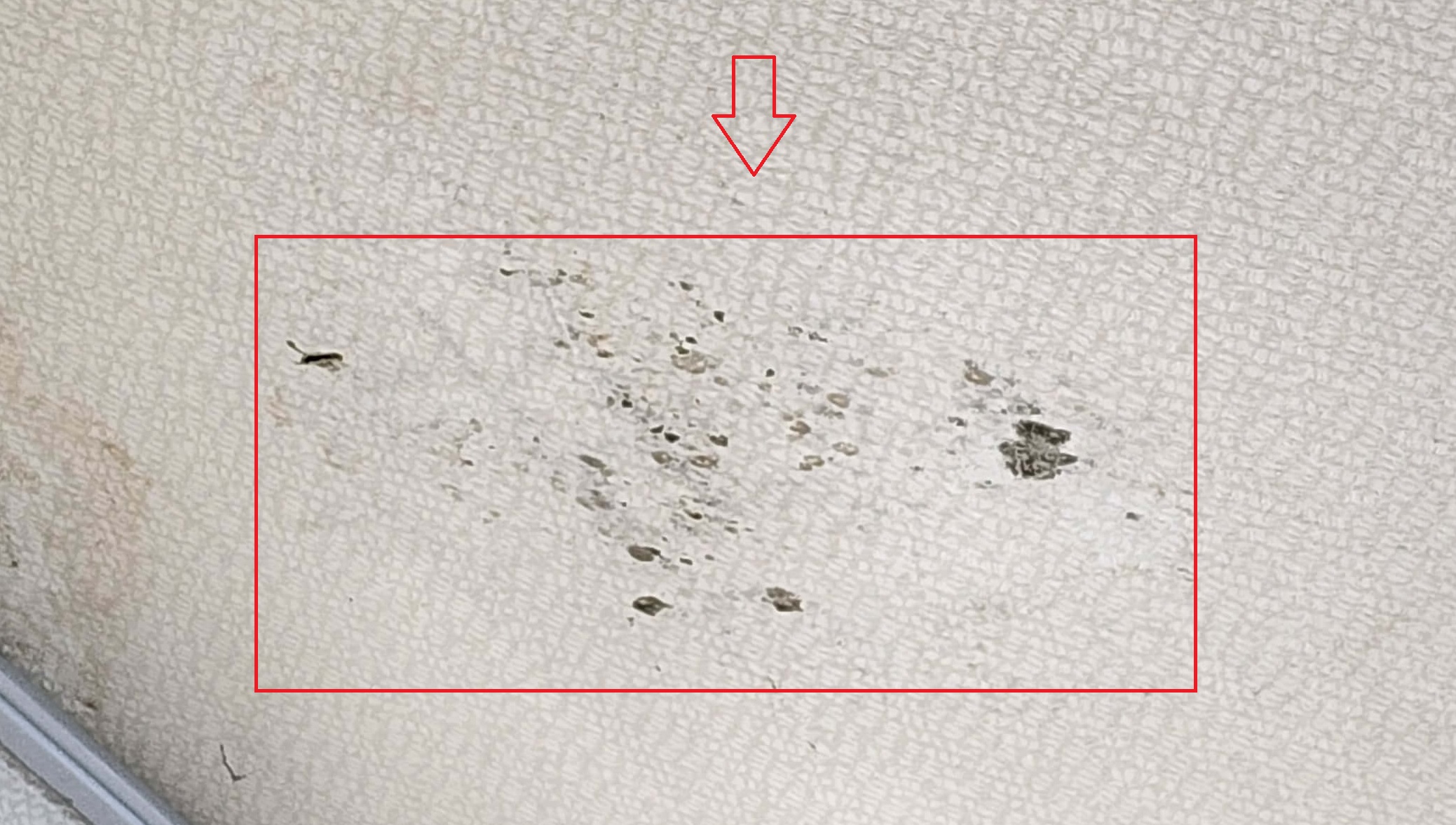 곰팡이 제거제 젤형태 벽지 천장1