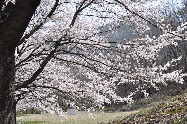 벚꽃 개화시기 2024