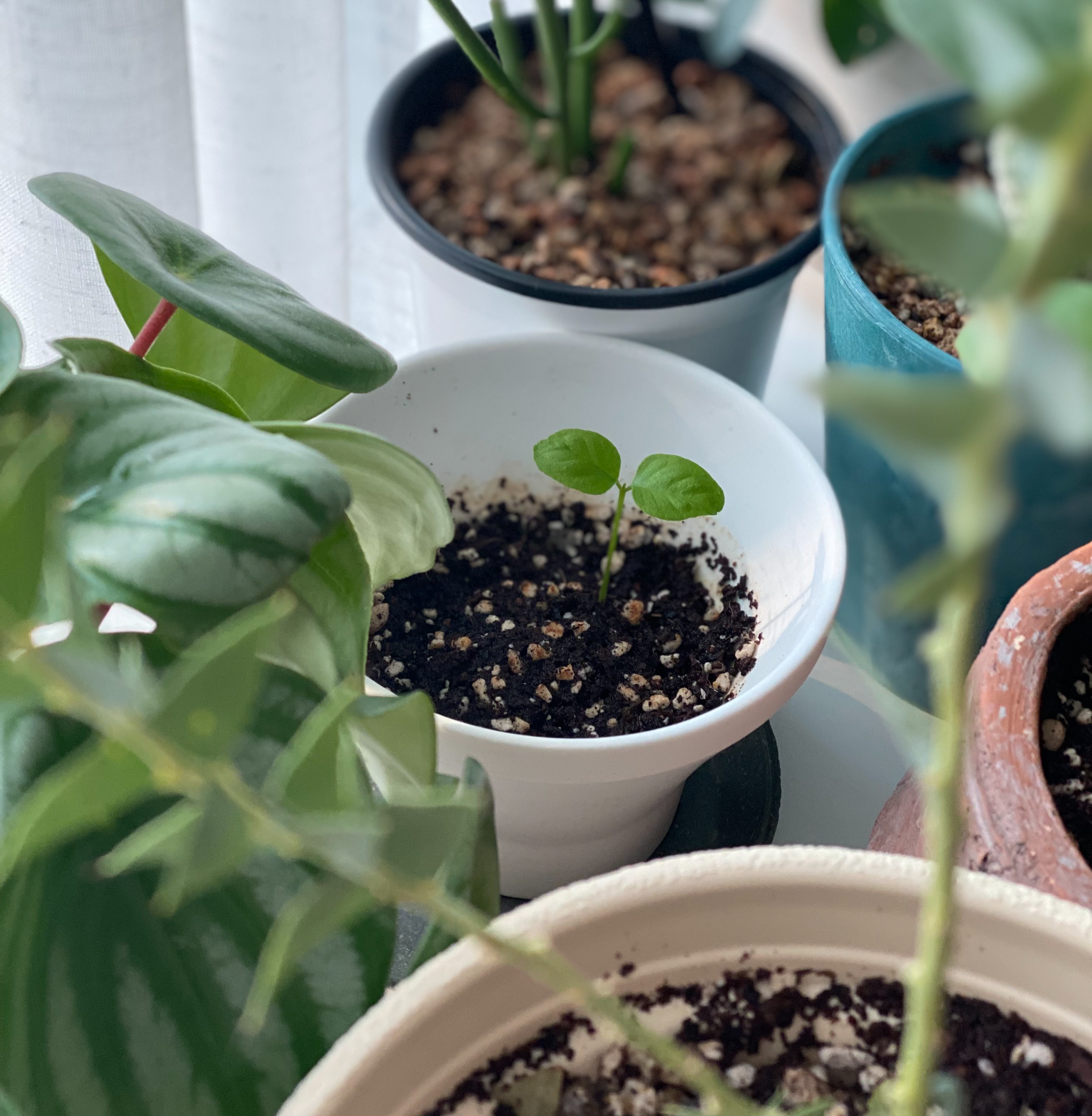 오렌지 쟈스민 씨앗 발아