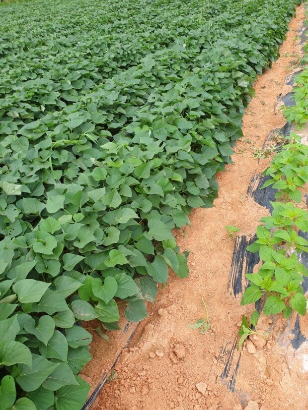 장마 기간 심으면 좋은 텃밭 작물