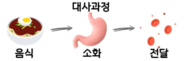 대사과정-그림-설명